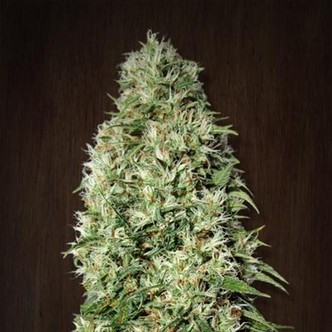 Orient Express (ACE Seeds) femminizzata