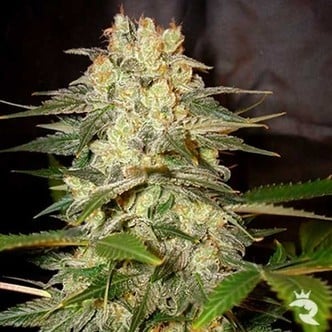 Afghan Kush Ryder (World Of Seeds) Femminizzata