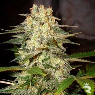 Afghan Kush Ryder Automatic (World Of Seeds) Femminizzata