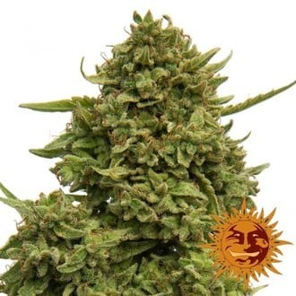 Pineapple Chunk (Barney's Farm) Femminizzata