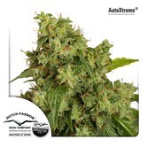 AutoXtreme (Dutch Passion) Femminizzata