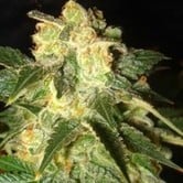 Pakistan Ryder (World Of Seeds) femminizzata
