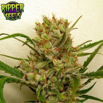 Ripper Haze (Ripper Seeds) femminizzata