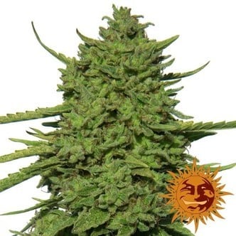 Amnesia Lemon (Barney's Farm) femminizzata