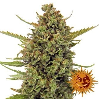 Acapulco Gold (Barney's Farm) femminizzata