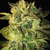 Sugar Mango Ryder (World of Seeds) femminizzata