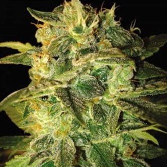 Sugar Mango Ryder (World of Seeds) femminizzata