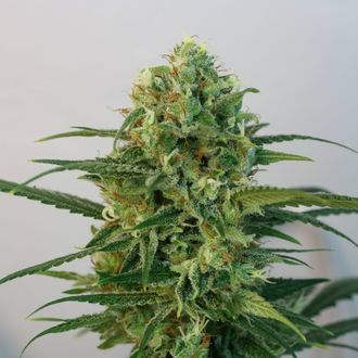 Toxic (Ripper Seeds) femminizzata