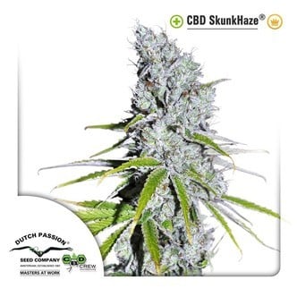 CBD Skunkhaze (Dutch Passion) femminizzata