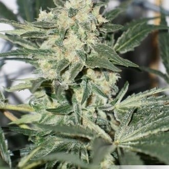 CBD Skunk Haze (Dutch Passion) femminizzata