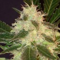 Widow (CBD Seeds) femminizzata