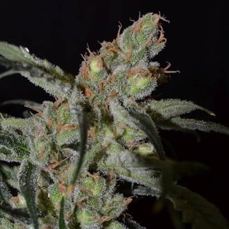 Shark (CBD Seeds) femminizzata