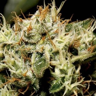 Yumbolt (CBD Seeds) femminizzata