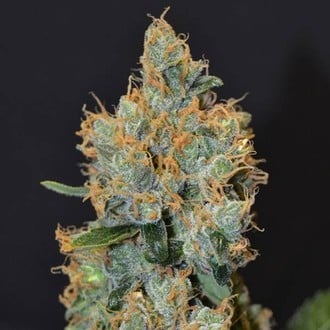 Lavender (CBD Seeds) femminizzata