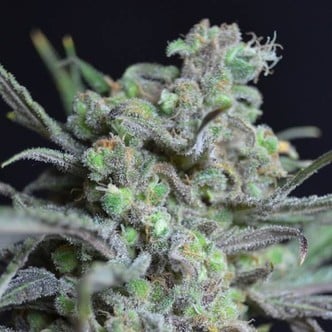 Critical (CBD Seeds) femminizzata