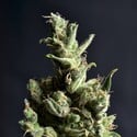 Amnesia 5 (CBD Seeds) femminizzata