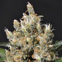 Kali (CBD Seeds) femminizzata