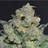 Cheese (CBD Seeds) femminizzata