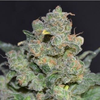 Cheese (CBD Seeds) femminizzata