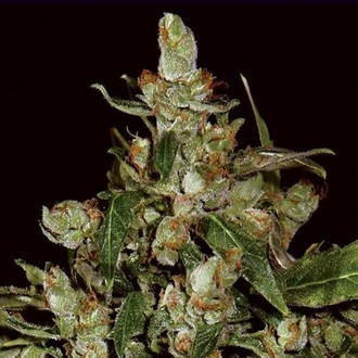 Auto Widow (CBD Seeds) femminizzata