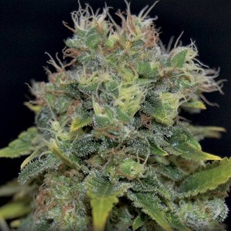 Auto Yumbolt (CBD Seeds) femminizzata