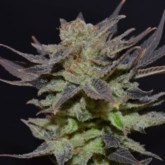 Auto Lavender (CBD Seeds) femminizzata