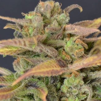 Auto Critical (CBD Seeds) femminizzata