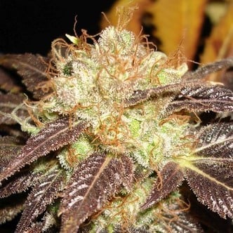 Auto Diesel (CBD Seeds) femminizzata