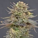 Magma (CBD Seeds) femminizzata