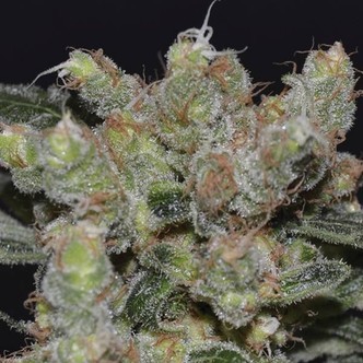 Zen (CBD Seeds) femminizzata