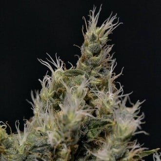 Vanilla Haze (CBD Seeds) femminizzata