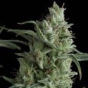 Kryptonite (Pyramid Seeds) femminizzata