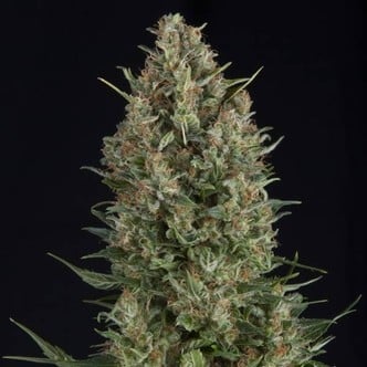 Wembley (Pyramid Seeds) femminizzata