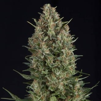 Wembley (Pyramid Seeds) femminizzata