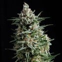 Auto Anesthesia (Pyramid Seeds) femminizzata