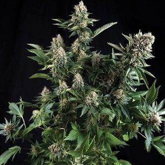 Auto White Widow (Pyramid Seeds) Femminizzata