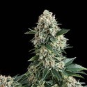 Auto New York City (Pyramid Seeds) femminizzata