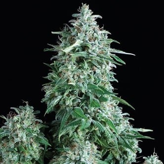 Auto Anubis (Pyramid Seeds) femminizzata