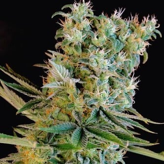 Amnesia Bilbo (Genehtik Seeds) femminizzata