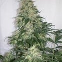 Amnesia Bilbo (Genehtik Seeds) femminizzata