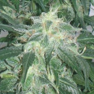 Amnesia Bilbo (Genehtik Seeds) femminizzata