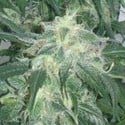 Amnesia Bilbo (Genehtik Seeds) femminizzata