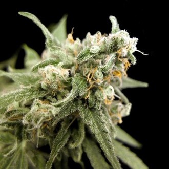 Kritikal Bilbo (Genehtik Seeds) femminizzata