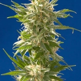 AK (Spliff Seeds) femminizzata