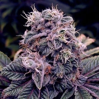 Blue Berry (Spliff Seeds) femminizzata