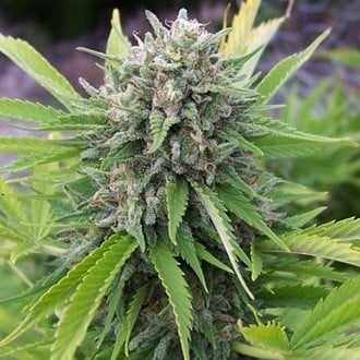 Bubblegun (Spliff Seeds) femminizzata