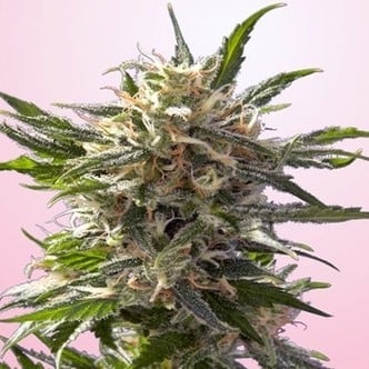 Crystal White (Spliff Seeds) femminizzata