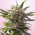 Crystal White (Spliff Seeds) femminizzata