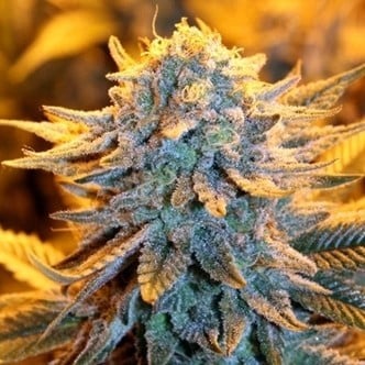 Dutch Automatic (Spliff Seeds) femminizzata