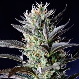 Dutch Blue Automatic (Spliff Seeds) femminizzata